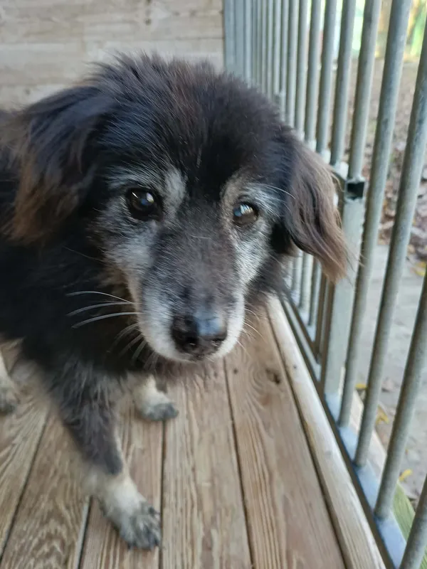 Pies do adopcji, Orzechowce, 8 grudnia 2025 (1/3)