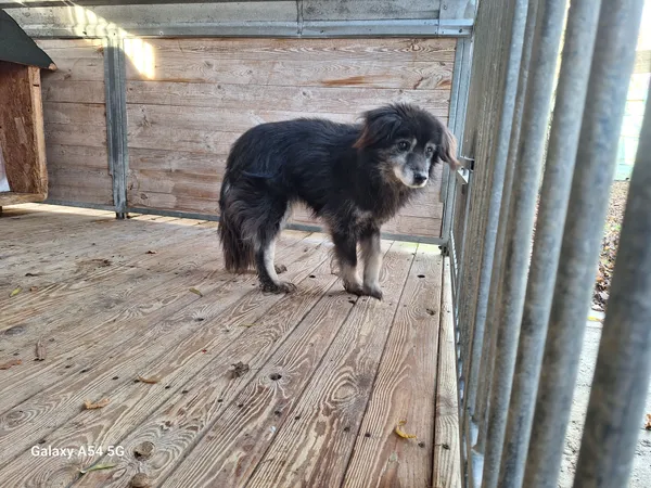 Pies do adopcji, Orzechowce, 8 grudnia 2025 (3/3)