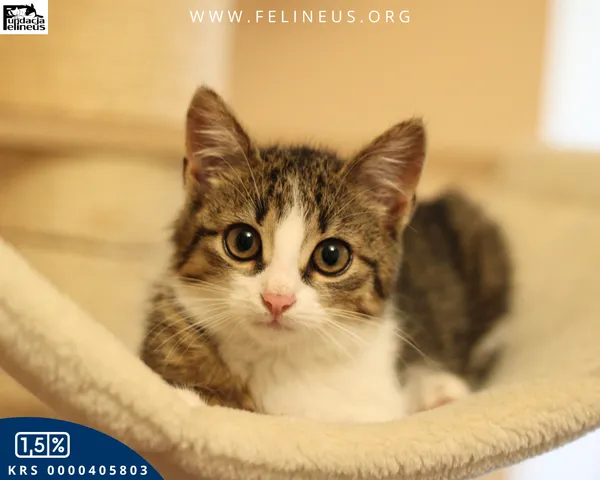 Kot do adopcji, Rzeszów, 9 grudnia 2025 (1/5)