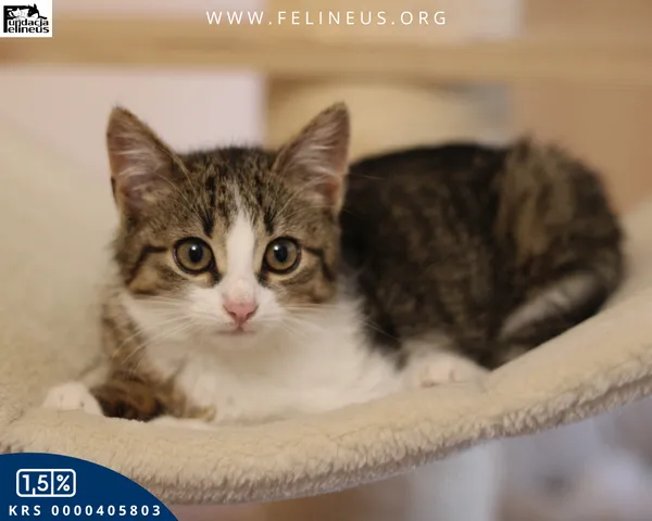 Kot do adopcji, Rzeszów, 9 grudnia 2025 (2/5)