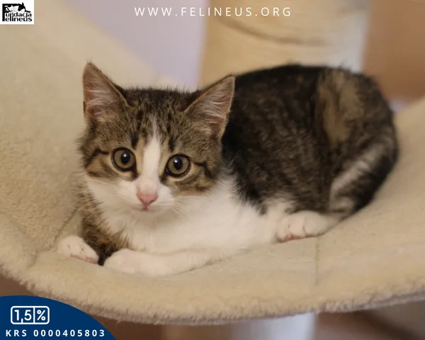 Kot do adopcji, Rzeszów, 9 grudnia 2025 (5/5)