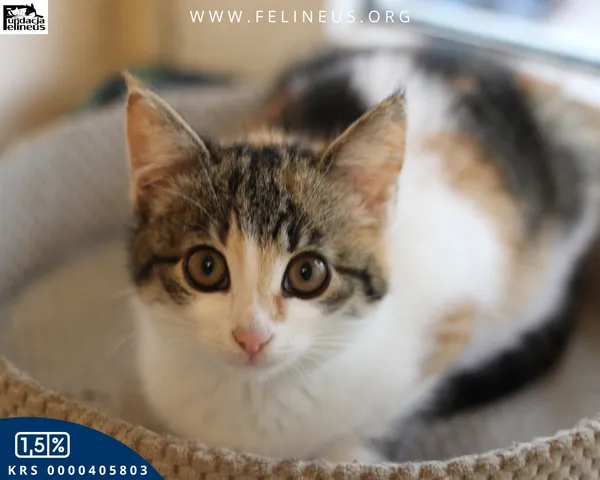 Kot do adopcji, Rzeszów, 9 grudnia 2025 (1/5)
