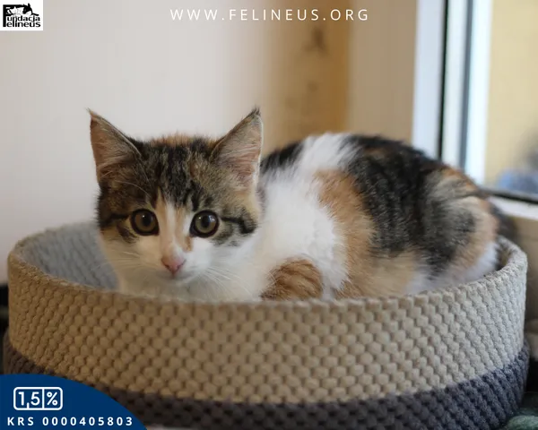 Kot do adopcji, Rzeszów, 9 grudnia 2025 (2/5)