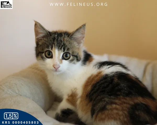 Kot do adopcji, Rzeszów, 9 grudnia 2025 (3/5)