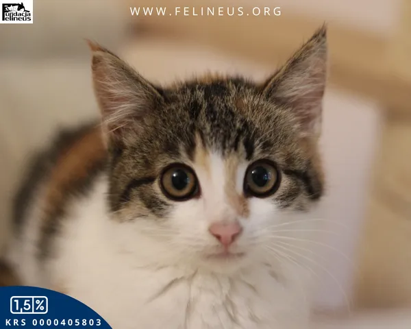 Kot do adopcji, Rzeszów, 9 grudnia 2025 (4/5)