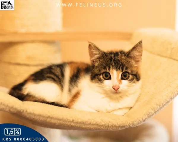 Kot do adopcji, Rzeszów, 9 grudnia 2025 (5/5)