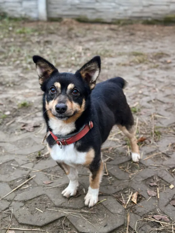 Pies do adopcji, Korabiewice, 7 grudnia 2025 (2/5)