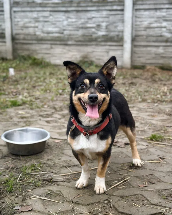 Pies do adopcji, Korabiewice, 7 grudnia 2025 (4/5)