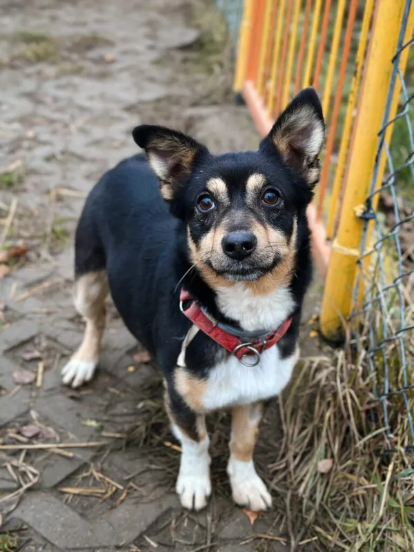 Pies do adopcji, Korabiewice, 7 grudnia 2025 (5/5)