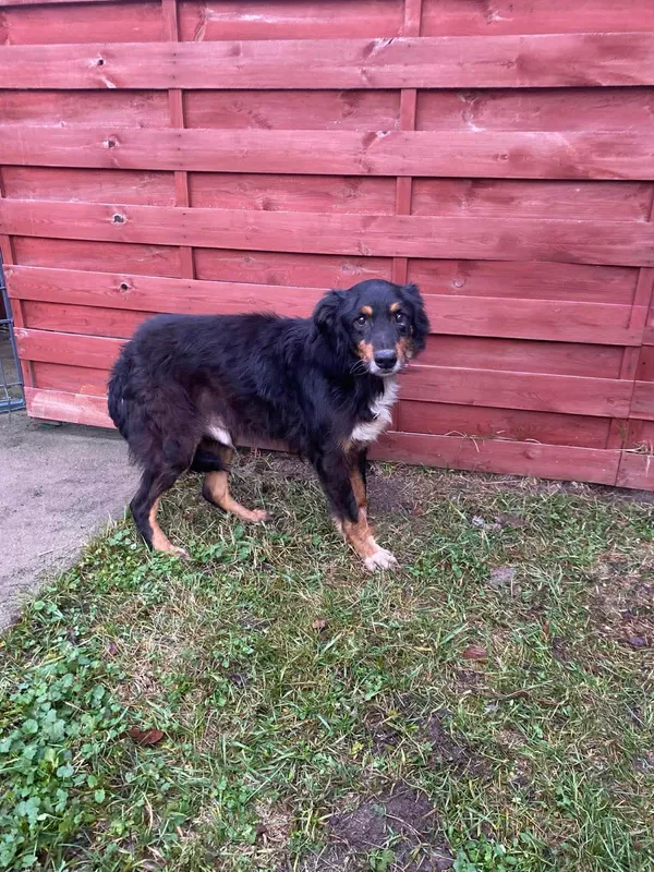 Znaleziono psa, Czartki, 8 grudnia 2025