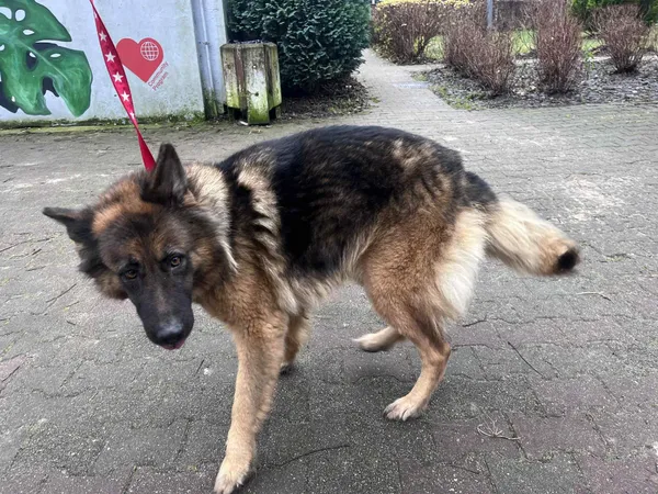 Pies do adopcji, Włocławek, 8 grudnia 2025 (2/2)