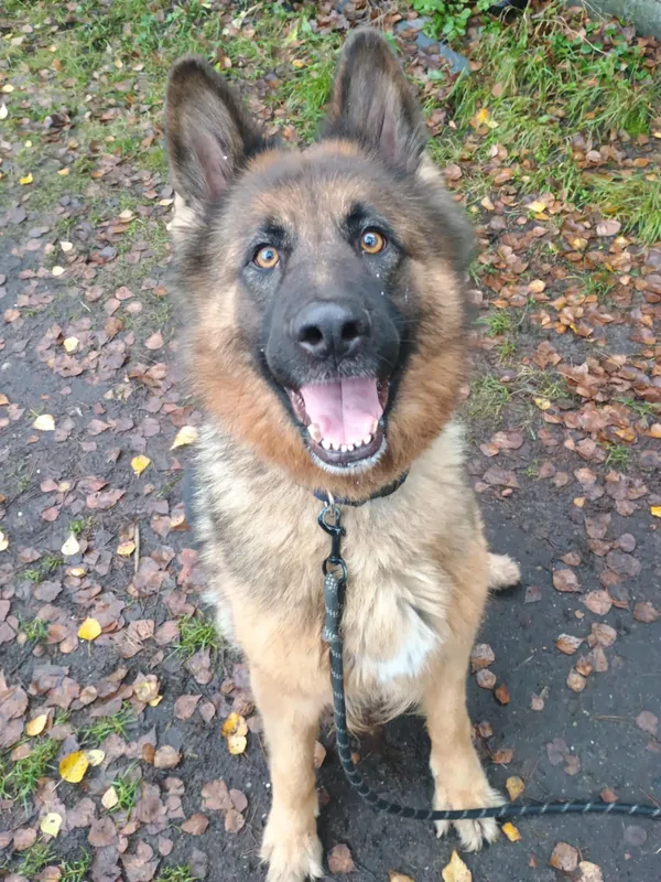 Pies do adopcji, Włocławek, 8 grudnia 2025 (1/5)