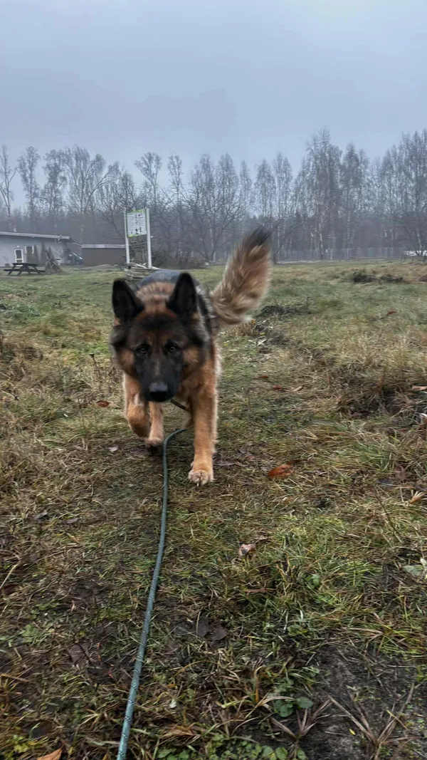 Pies do adopcji, Włocławek, 8 grudnia 2025 (3/5)