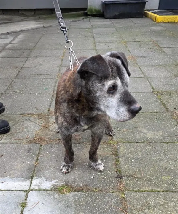 Znaleziono psa, Racibórz, 6 grudnia 2025