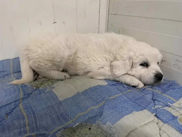 Pies do adopcji, Włocławek, 7 grudnia 2025