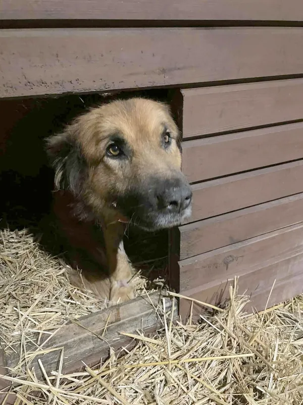 Pies do adopcji, Zgierz, 8 grudnia 2025 (1/2)