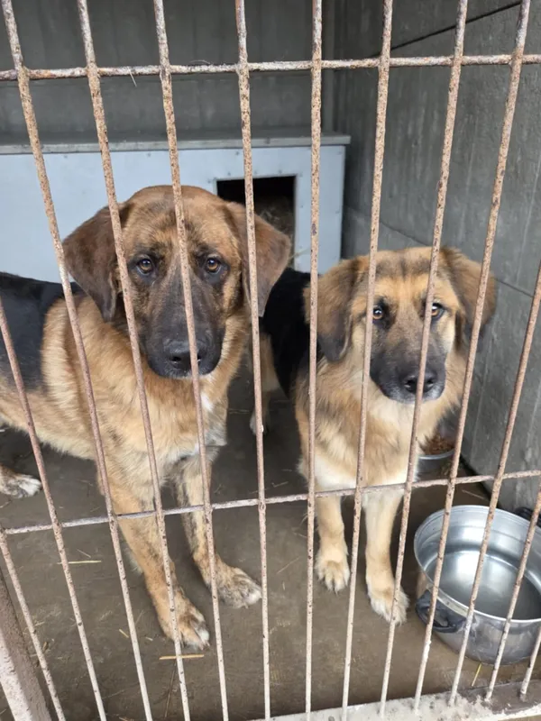 Pies do adopcji, Zgierz, 8 grudnia 2025 (1/5)