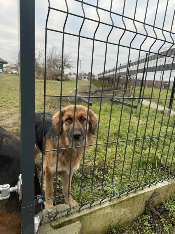 Pies do adopcji, Zgierz, 8 grudnia 2025 (4/5)