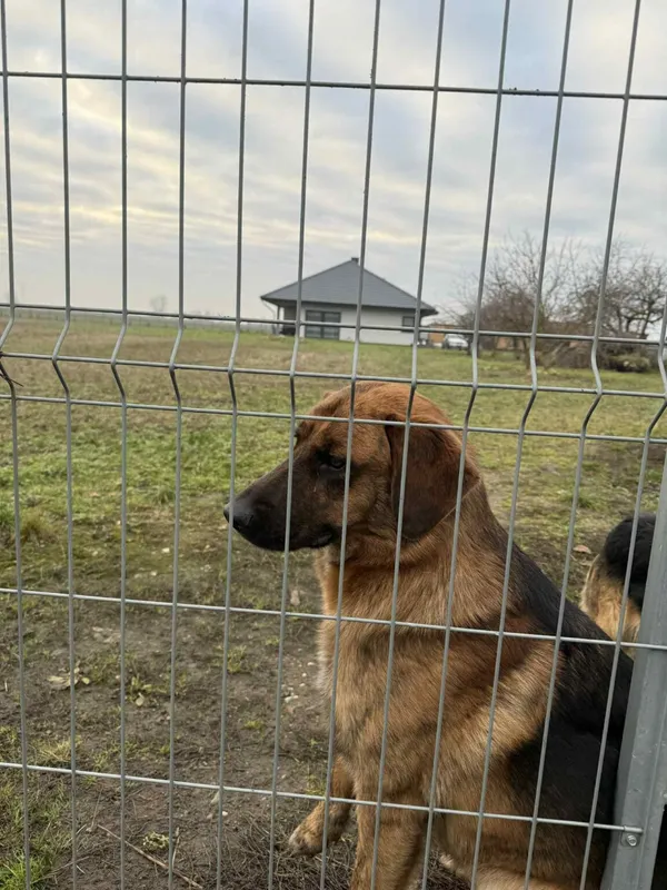 Pies do adopcji, Zgierz, 8 grudnia 2025 (5/5)