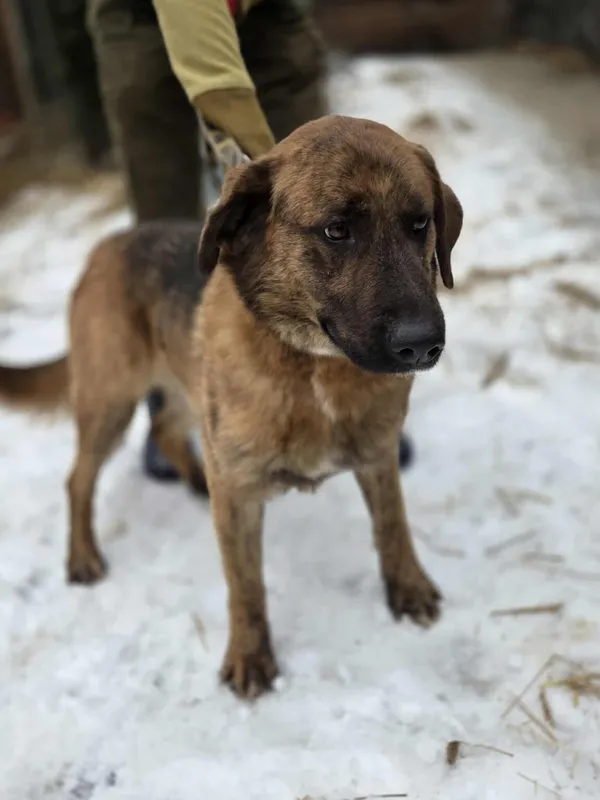 Pies do adopcji, Zgierz, 8 grudnia 2025 (5/5)