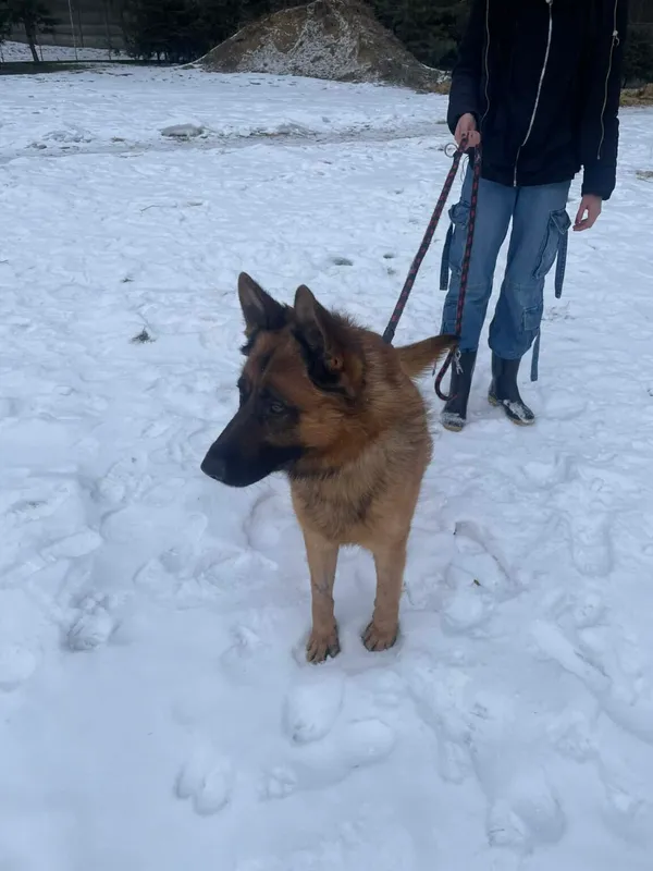 Pies do adopcji, Zgierz, 8 grudnia 2025 (3/5)