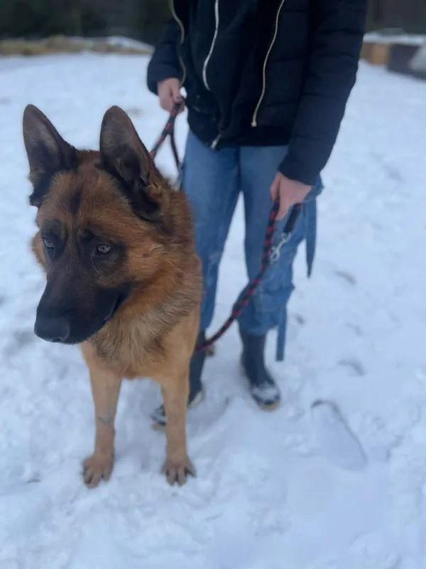 Pies do adopcji, Zgierz, 8 grudnia 2025 (5/5)