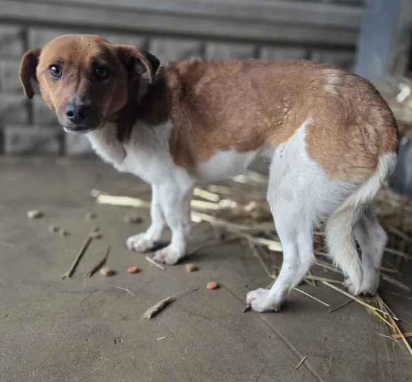 Pies do adopcji, Zgierz, 8 grudnia 2025 (2/3)