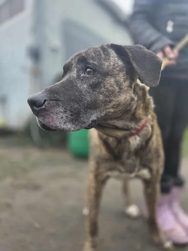 Pies do adopcji, Zgierz, 8 grudnia 2025 (3/3)