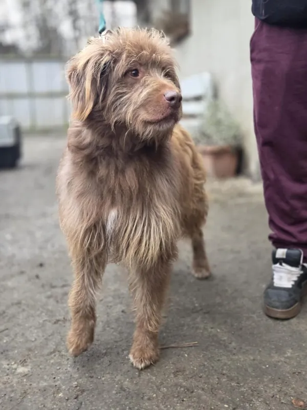 Pies do adopcji, Zgierz, 8 grudnia 2025 (2/4)