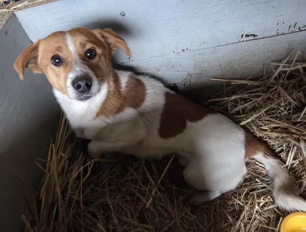 Pies do adopcji, Zgierz, 8 grudnia 2025 (1/3)