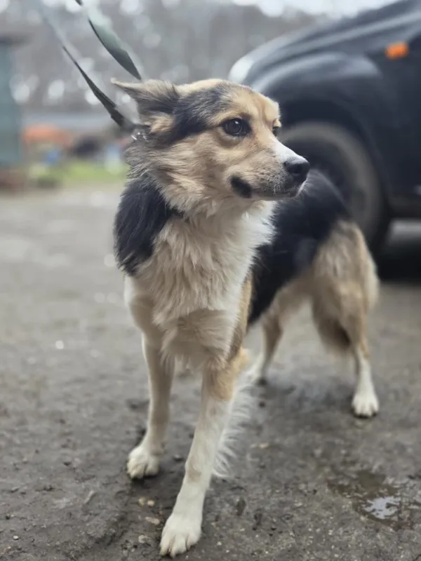 Pies do adopcji, Zgierz, 8 grudnia 2025 (3/3)