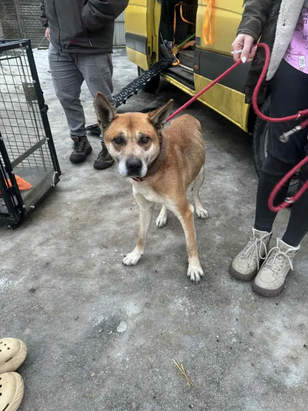 Pies do adopcji, Zgierz, 27 stycznia 2026 (2/4)