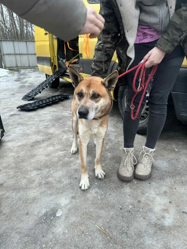 Pies do adopcji, Zgierz, 27 stycznia 2026 (3/4)