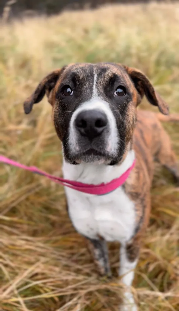 Pies do adopcji, Sosnowice, 17 listopada 2025 (3/5)