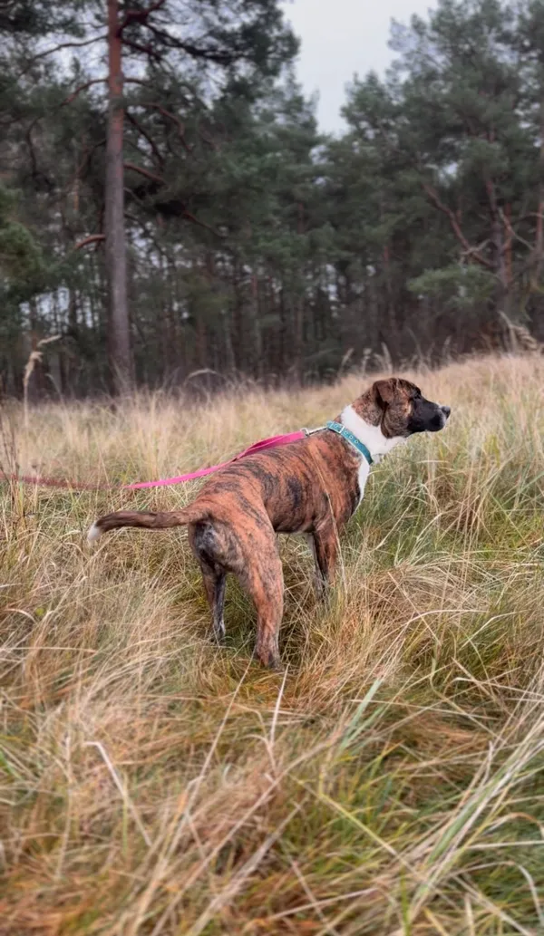 Pies do adopcji, Sosnowice, 17 listopada 2025 (5/5)