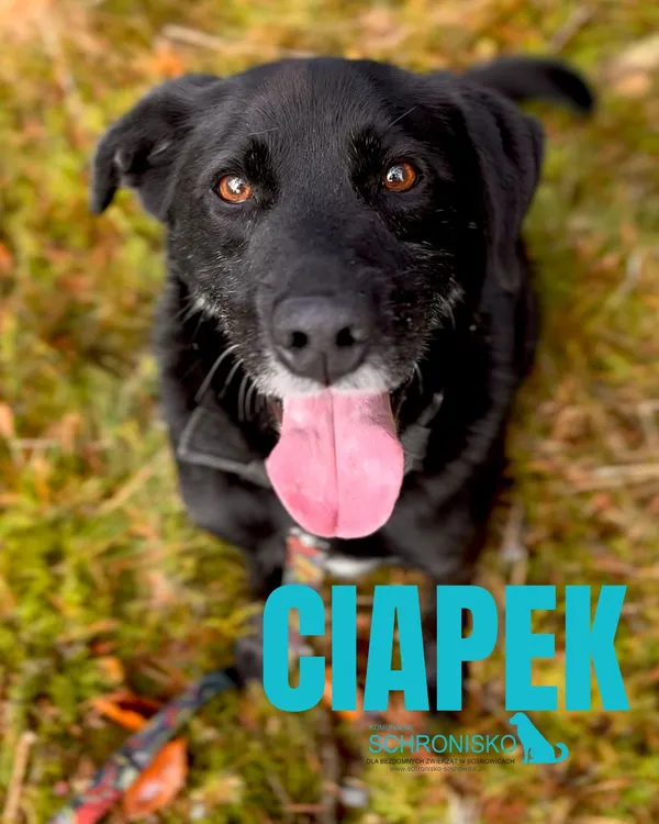 Pies do adopcji, Sosnowice, 21 września 2021 (1/5)