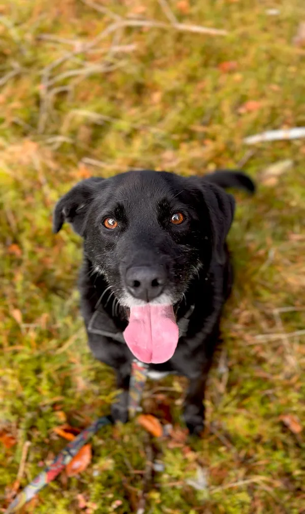 Pies do adopcji, Sosnowice, 21 września 2021 (4/5)