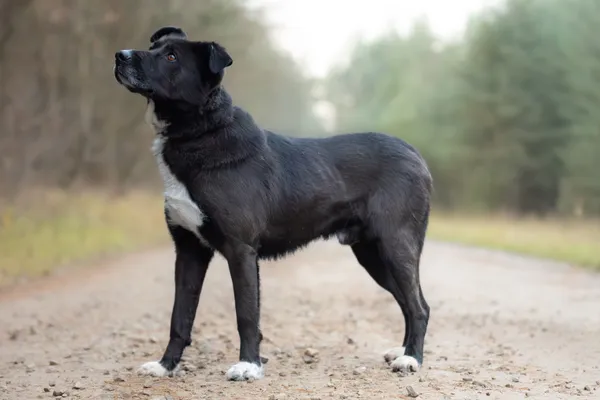 Pies do adopcji, Nowodwór, 8 grudnia 2025 (1/5)