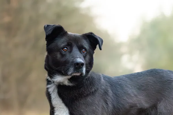 Pies do adopcji, Nowodwór, 8 grudnia 2025 (4/5)