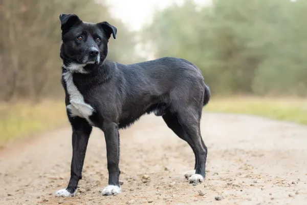 Pies do adopcji, Nowodwór, 8 grudnia 2025 (5/5)