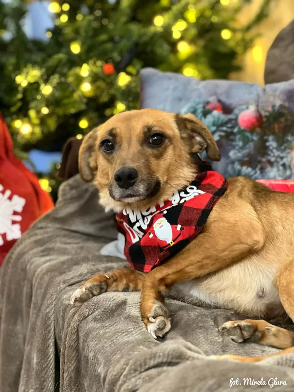 Pies do adopcji, Bydgoszcz, 8 grudnia 2025 (1/5)