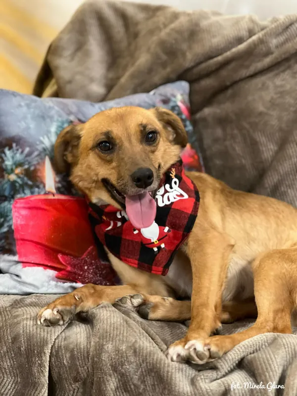 Pies do adopcji, Bydgoszcz, 8 grudnia 2025 (2/5)