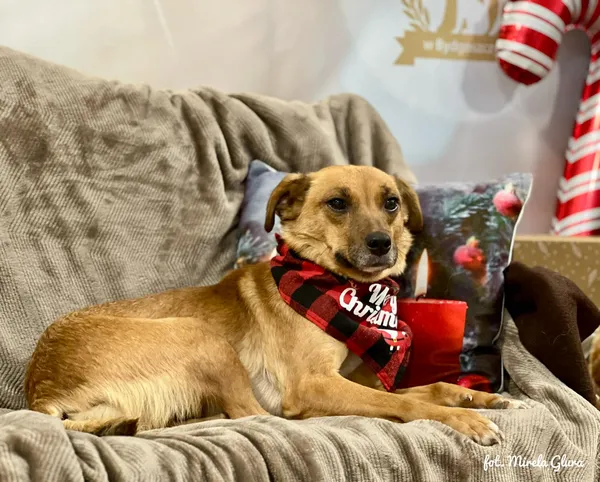 Pies do adopcji, Bydgoszcz, 8 grudnia 2025 (3/5)