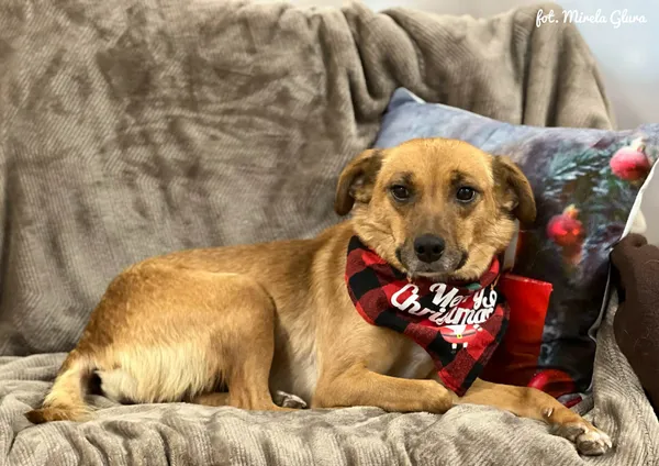 Pies do adopcji, Bydgoszcz, 8 grudnia 2025 (4/5)