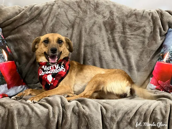 Pies do adopcji, Bydgoszcz, 8 grudnia 2025 (5/5)