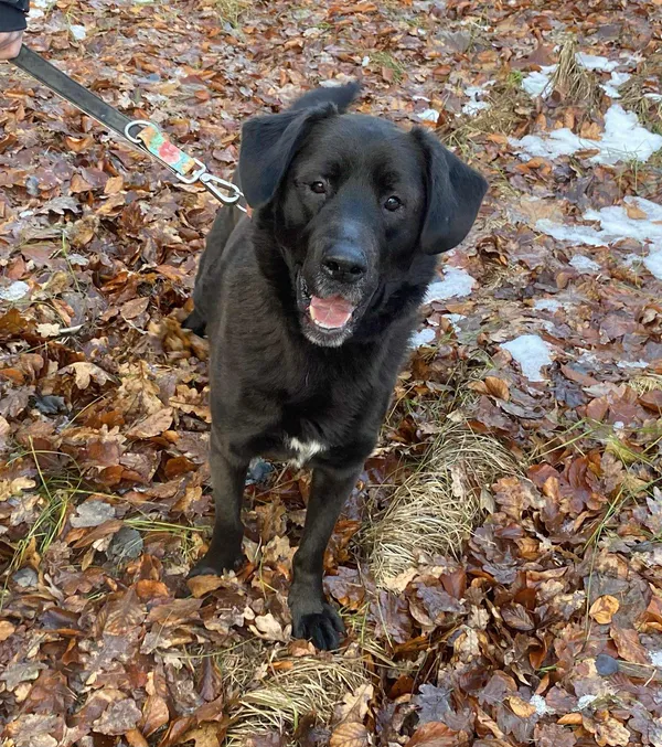 Pies do adopcji, Platerówka, 9 grudnia 2025 (1/3)