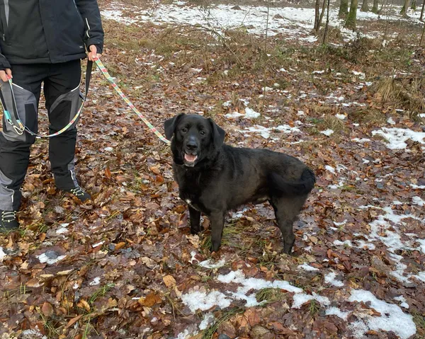 Pies do adopcji, Platerówka, 9 grudnia 2025 (2/3)