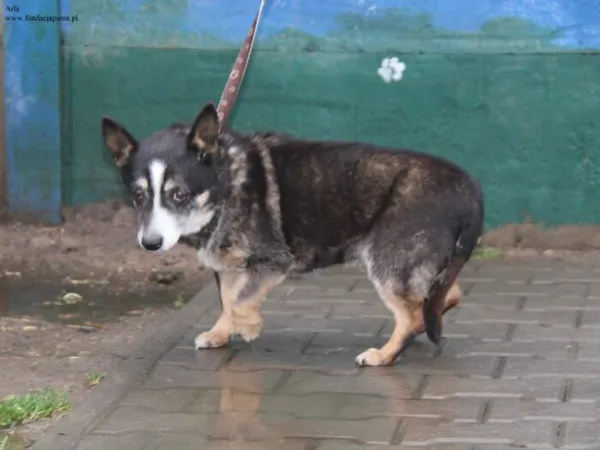 Pies do adopcji, Nowy Dwór Mazowiecki, 9 grudnia 2025 (2/5)