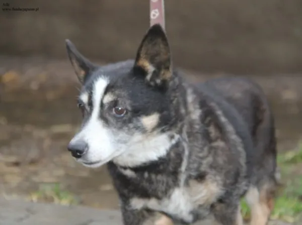 Pies do adopcji, Nowy Dwór Mazowiecki, 9 grudnia 2025 (3/5)