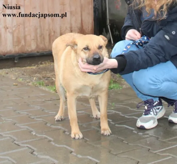 Pies do adopcji, Nowy Dwór Mazowiecki, 9 grudnia 2025 (1/4)